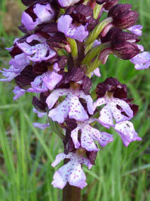 Orchis purpurea